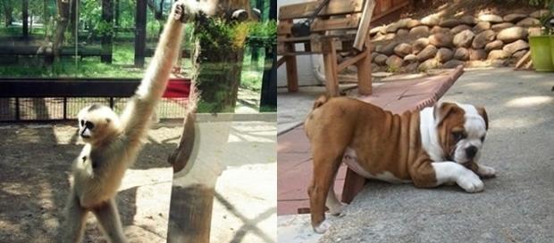 Animais em poses diferentes e bem-humoradas Animais em poses diferentes e bem-humoradas