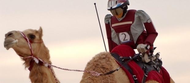 Camel racing é uma versão inusitada de jóquei com camelos Camel racing é uma versão inusitada de jóquei com camelos