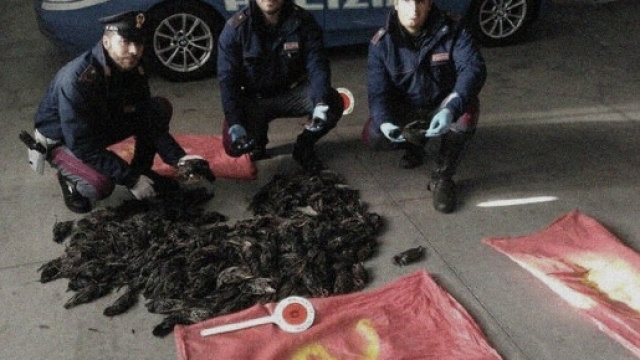 Le 5000 'grive' sono state sequestrate dalla Polizia Stradale e dalla Forestale