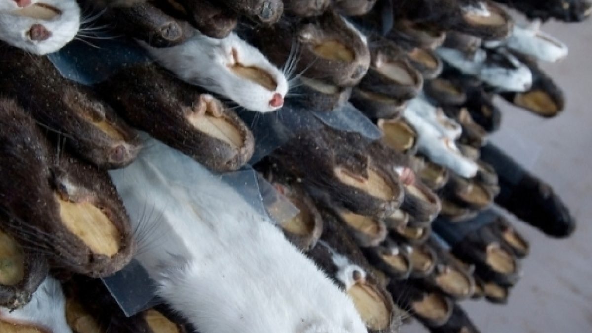 Retailer Michael Kors promotes animal cruelty through fur sales