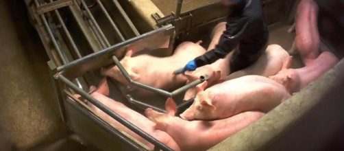 VIDEOS. L 214 dévoile des images choc de l'abattoir porcin de ... - leparisien.fr
