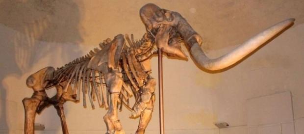 Esqueleto de um mamute pré-histórico mantido no Museo Nazionale d'Abruzzo, na Itália. Esqueleto de um mamute pré-histórico mantido no Museo Nazionale d'Abruzzo, na Itália.