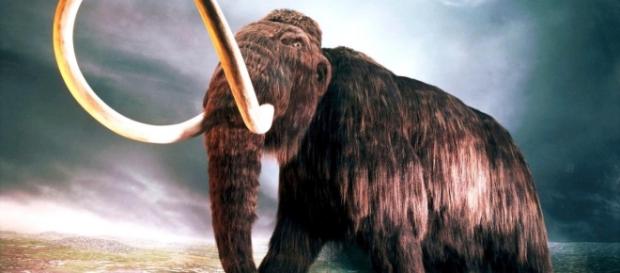 Le retour des mammouths, bientôt une réalité ? | melty - melty.fr Le retour des mammouths, bientôt une réalité ? | melty - melty.fr