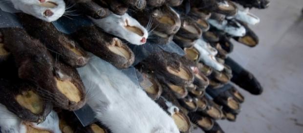 Minks raised to produce furs in China | Hong Kong Photographer ... - photoshelter.com Minks raised to produce furs in China | Hong Kong Photographer ... - photoshelter.com