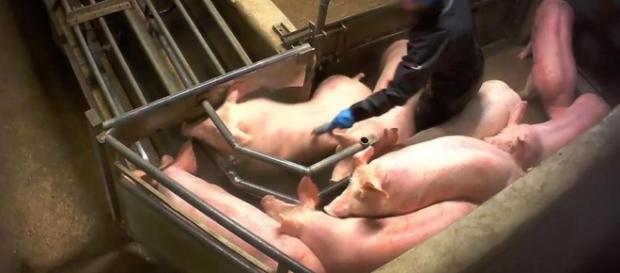 VIDEOS. L 214 dévoile des images choc de l'abattoir porcin de ... - leparisien.fr VIDEOS. L 214 dévoile des images choc de l'abattoir porcin de ... - leparisien.fr