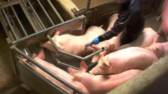 VIDEOS. L 214 dévoile des images choc de l'abattoir porcin de ... - leparisien.fr