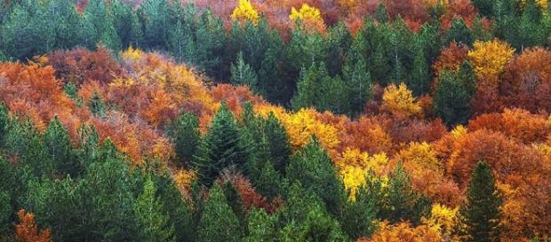 Il gioco di colori degli alberi Il gioco di colori degli alberi