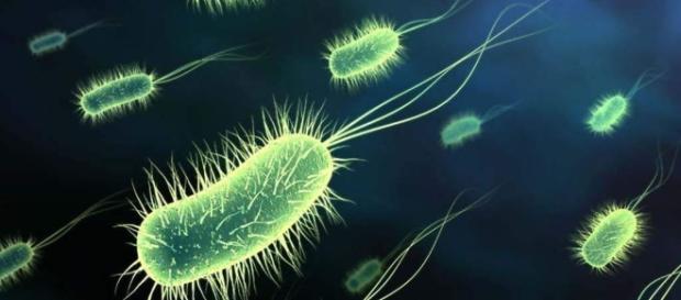 Organismo é reaniamdo por cientistas Organismo é reaniamdo por cientistas