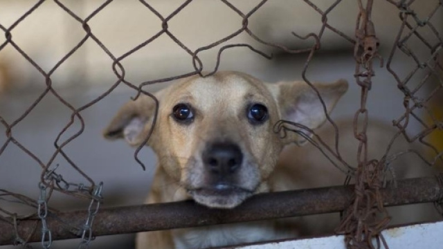 Perreras Italiane, ecco come il Governo intende risolvere il randagismo