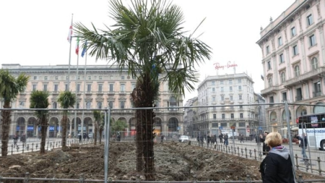 Piazza Duomo, bruciate le palme della discordia - Corriere.it - corriere.it