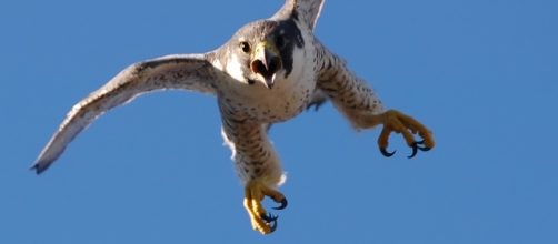 FalcoPellegrino (Falco peregrinus) - falconeria.org