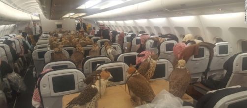 First-class accommodations for a Saudi prince and his 80 falcons / Photo from 'F3News' - f3nws.com