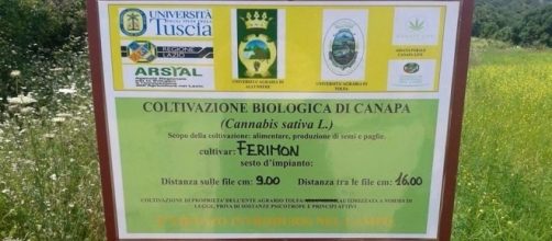 La Regione Lazio approva una legge che consente la coltivazione della cannabis sativa