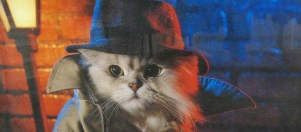 Los gatos que usó la CIA como espías | Historias de nuestra Historia - hdnh.es Los gatos que usó la CIA como espías | Historias de nuestra Historia - hdnh.es