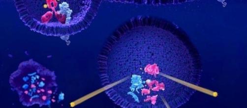 Cómo apagar el cáncer: científicos convierten células cancerígenas ... - elconfidencial.com