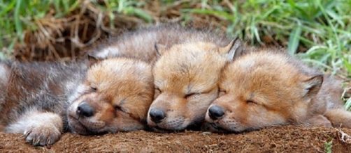 1000+ images about Mother and cub wolves on Pinterest - pinterest.com