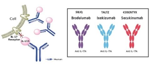 Tre anticorpi monoclonali contro l’interleuchina 17A, per contrastare la psoriasi