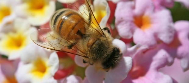 bees – EurActiv.com - euractiv.com bees – EurActiv.com - euractiv.com