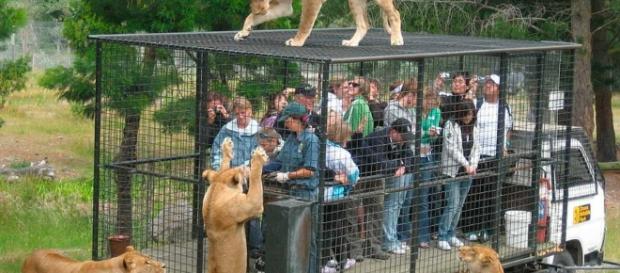 Imagens reais do Lehe Ledu Wildlife Zoo, na China Imagens reais do Lehe Ledu Wildlife Zoo, na China