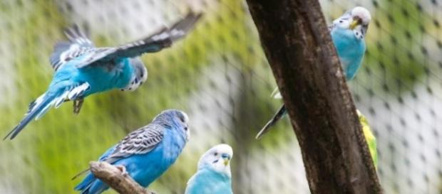 Schnabel sucht Schnäblin: Papageien sind sehr soziale Tiere - Elbe ... - ejz.de Schnabel sucht Schnäblin: Papageien sind sehr soziale Tiere - Elbe ... - ejz.de