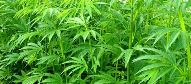 Toneladas de maconha em lata pararam no litoral brasileiro em 1988 Toneladas de maconha em lata pararam no litoral brasileiro em 1988