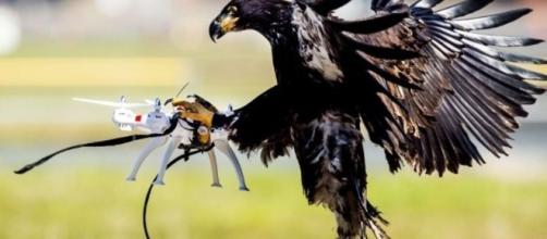 Eagles trained to take down drones - BBC News - bbc.com