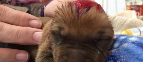 Monster Scalped 3-Day-Old Puppy And Dropped Him Off At An Animal ... - relayhero.com