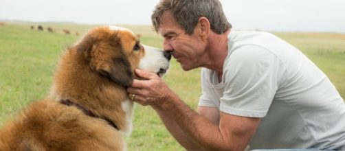 Dennis Quaid as Ethan in the film. May 2011 ~ Reviews From A Bed - reviewsfromabed.com (Taken from BN Library)