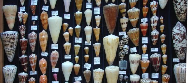 Dalla conchiglia Conus Regius si estrae una potente sostanza antidolorifica Dalla conchiglia Conus Regius si estrae una potente sostanza antidolorifica