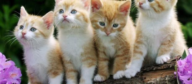 Mitos e curiosidades sobre os gatos Mitos e curiosidades sobre os gatos