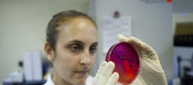 Salmonella bacteria can penetrate tumours and flag the cancer cells up. Image: News21 - National via Flickr Salmonella bacteria can penetrate tumours and flag the cancer cells up. Image: News21 - National via Flickr