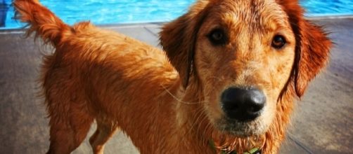 150-Acre Mountain Park Features A Chapel Devoted To Dogs ... - iheartdogs.com