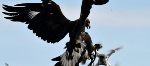 Forza, potenza, velocità: l'aquila reale intercetta e caccia un drone. Foto: youtube.