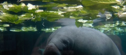 Holy sea cow! Florida survey spots record number of manatees | www ... - news965.com