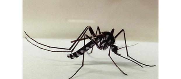 Atenção: É preciso realizar exames laboratoriais para se ter certeza do diagnóstico, já que sintomas da febre amarela são semelhantes aos da dengue Atenção: É preciso realizar exames laboratoriais para se ter certeza do diagnóstico, já que sintomas da febre amarela são semelhantes aos da dengue
