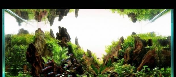 "Montanhas" submersas e lindos peixinhos colorindo-as. Apaixone-se pelo aquapaisagismo "Montanhas" submersas e lindos peixinhos colorindo-as. Apaixone-se pelo aquapaisagismo