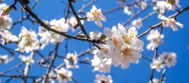 Quando inizia la primavera 2017? Quando inizia la primavera 2017?