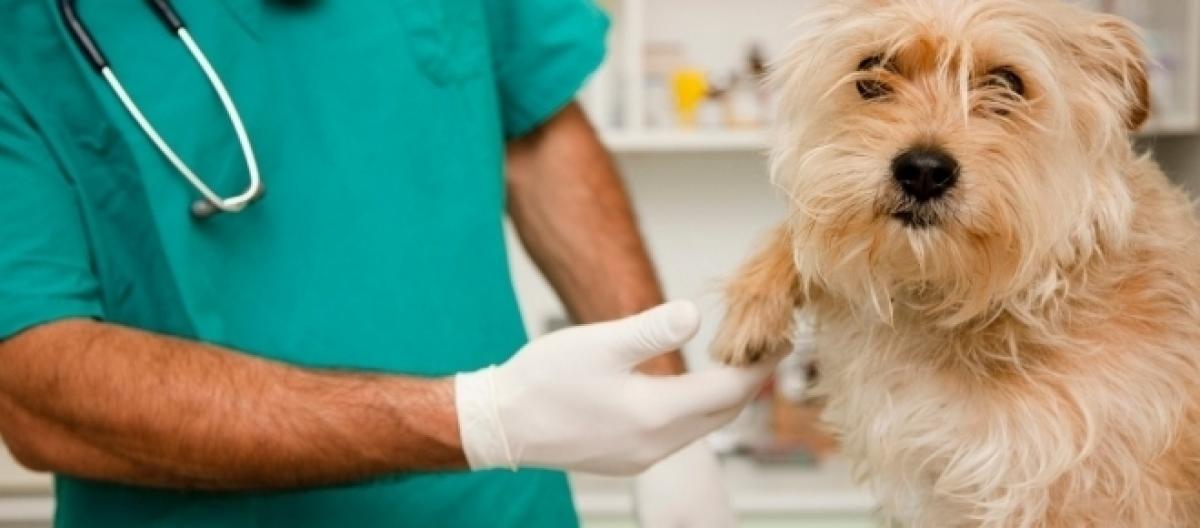 scarica spese mediche animali