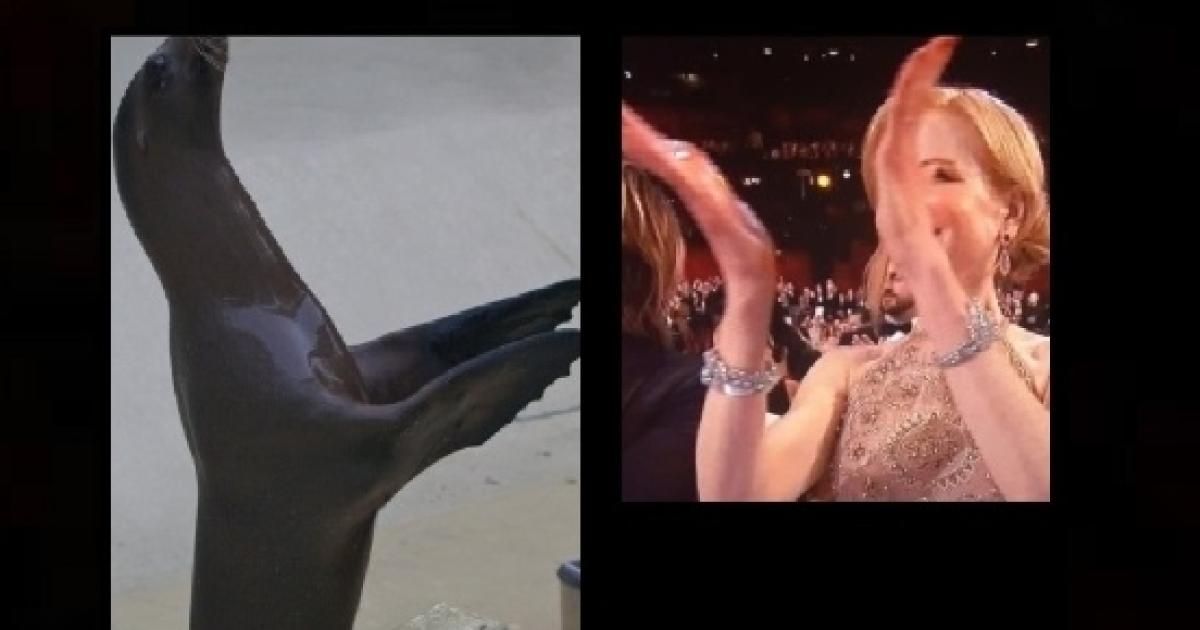 Nicole Kidman clapping like seal goes viral: Oscars ...
