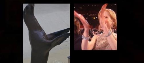 Nicole Kidman clapping like a seal at Oscars! Photo: Blasting News Library - KeywordSuggest.org (Seal)/ Yahoo.com (Nicole Kidman)