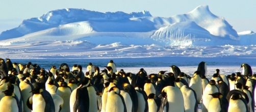 Emperor penguins huddle on the ice. Siggy Nowak-Pixabay