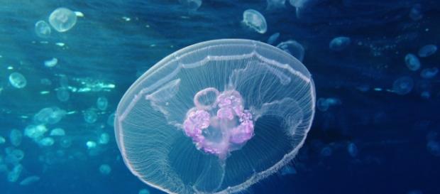 The sea bed remains an enigmatic ecosytem to this day/Photo via https://upload.wikimedia.org/wikipedia/commons/2/27/Moon_jellyfish_at_Gota_Sagher.JPG The sea bed remains an enigmatic ecosytem to this day/Photo via https://upload.wikimedia.org/wikipedia/commons/2/27/Moon_jellyfish_at_Gota_Sagher.JPG