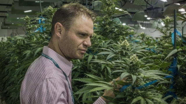 Marijuana: l'altra Green Economy - BioEcoGeo - bioecogeo.com