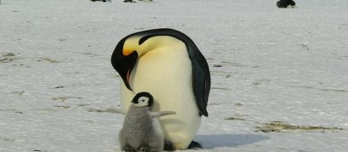 Polo Sud: Dafna Ben Nun e i pinguini imperatore