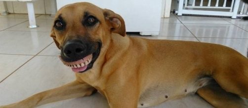 Cachorra encontra dentadura e viraliza na internet com sorriso estranho