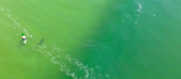 Drone footage captures shark charging at surfer (via: dailymail.co.uk) Drone footage captures shark charging at surfer (via: dailymail.co.uk)
