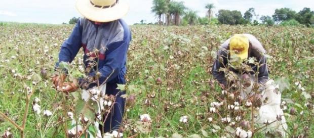 Escasa siembra de algodón para producción de semillas. Escasa siembra de algodón para producción de semillas.