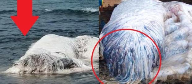 Um ser desconhecido foi encontrado morto em praia das Filipinas Um ser desconhecido foi encontrado morto em praia das Filipinas