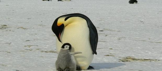 Polo Sud: Dafna Ben Nun e i pinguini imperatore Polo Sud: Dafna Ben Nun e i pinguini imperatore