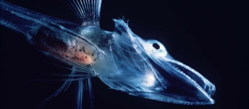 Understanding life on the ocean floor still remains an immense challenge / Photo via https://upload.wikimedia.org/wikipedia/commons/5/54/Icefishuk.jpg